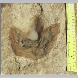 px88b-s4-20 dodm.jpg